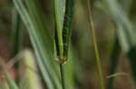 Yellow foxtail